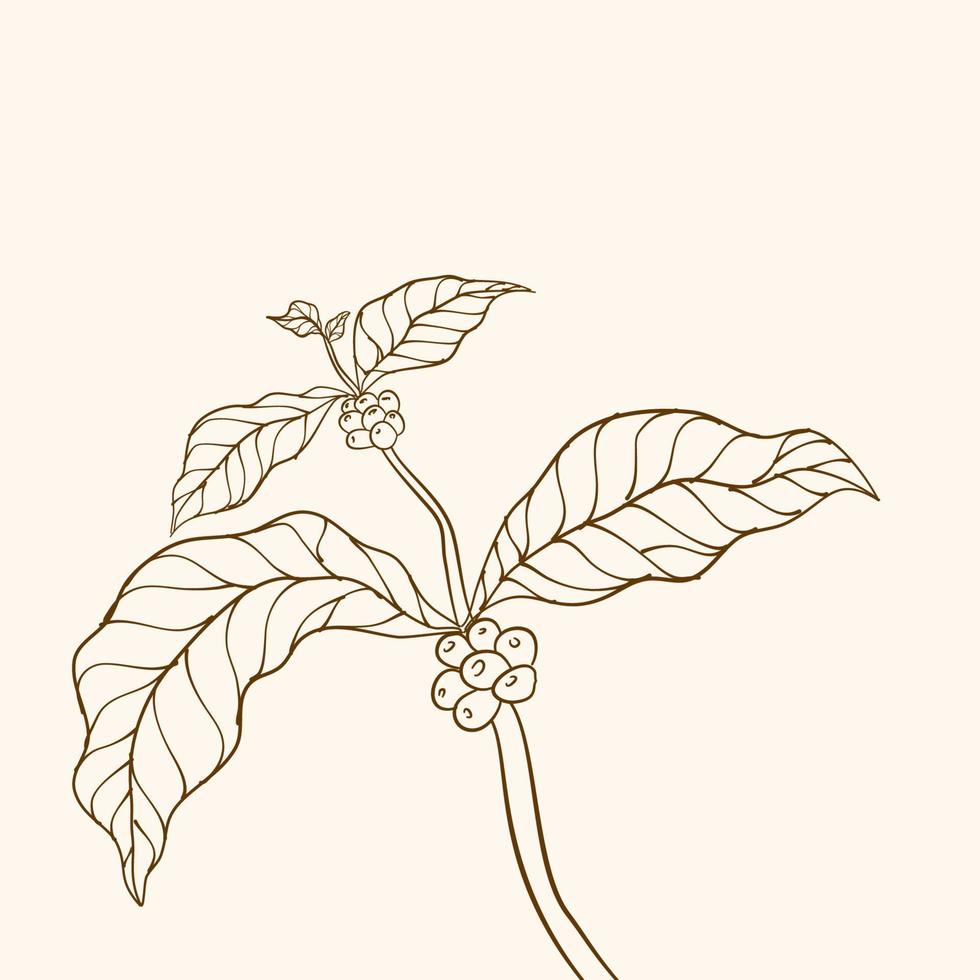 Coffee plant branch with leaf. Hand drawn coffee branch. Coffee beans and leaves. tree illustration. Coffee plant. Coffee tree vector. vector illustration of coffee branch. branch with leaves.