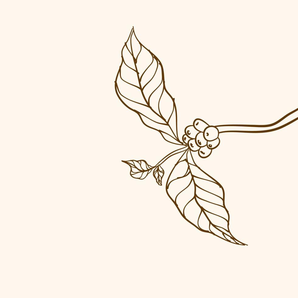 Coffee plant branch with leaf. Hand drawn coffee branch. Coffee beans and leaves. tree illustration. Coffee plant. Coffee tree vector. vector illustration of coffee branch. branch with leaves.