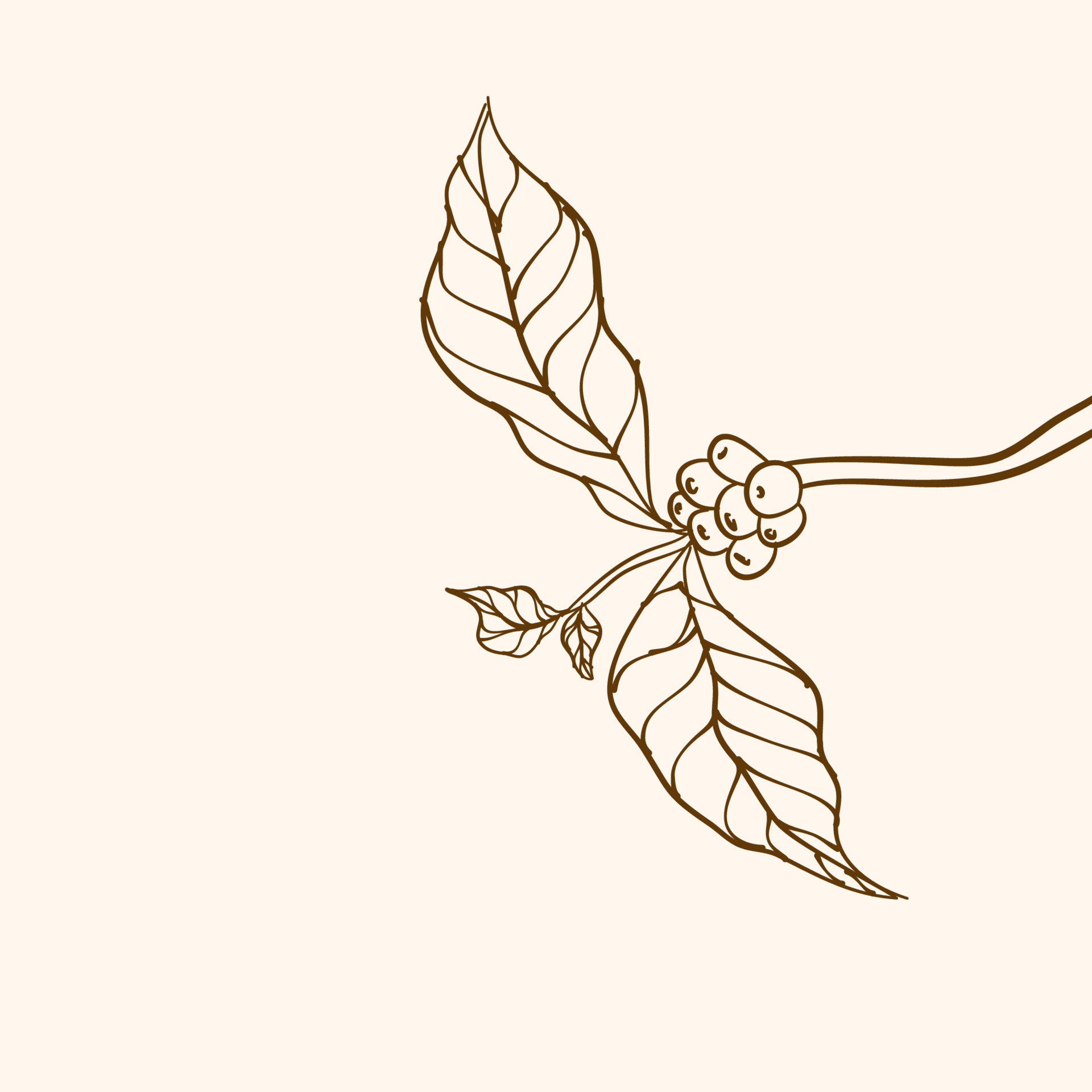 Coffee plant branch with leaf. Hand drawn coffee branch. Coffee beans