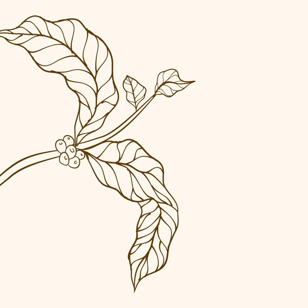 Coffee plant branch with leaf. Hand drawn coffee branch. Coffee beans and leaves. tree illustration. Coffee plant. Coffee tree vector. vector illustration of coffee branch. branch with leaves.