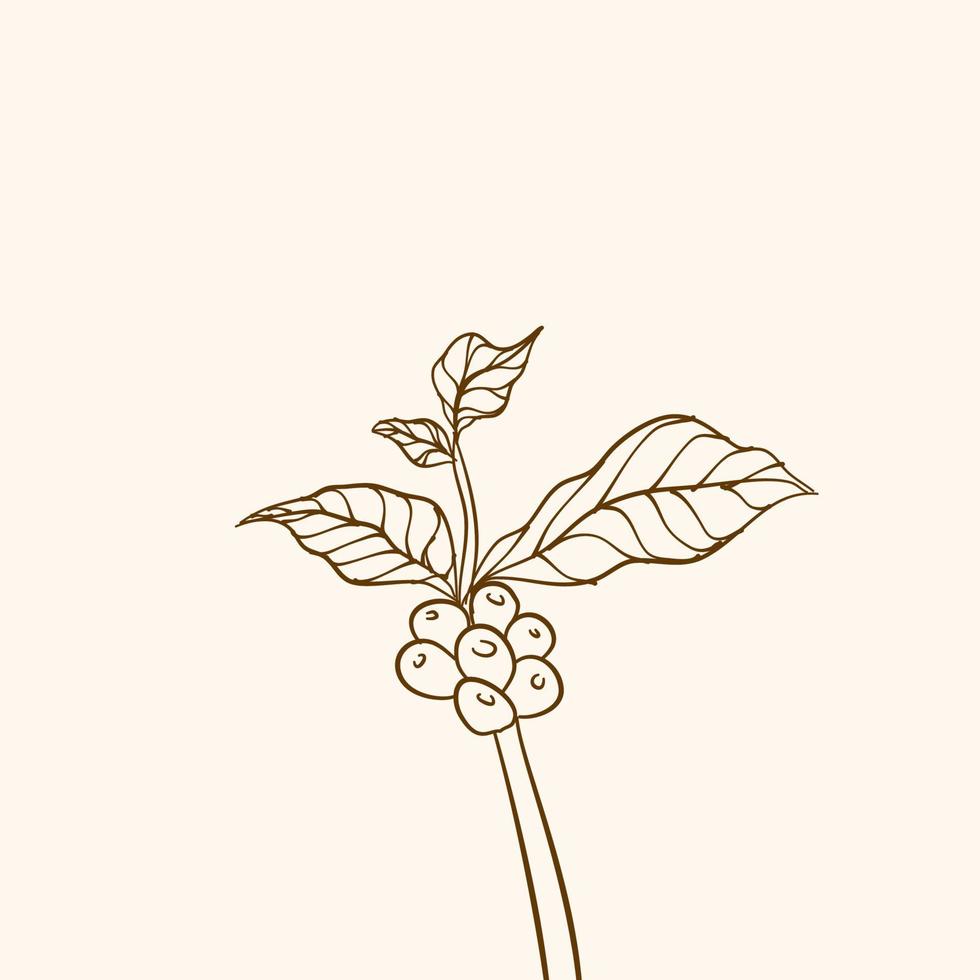 Coffee plant branch with leaf. Hand drawn coffee branch. Coffee beans and leaves. tree illustration. Coffee plant. Coffee tree vector. vector illustration of coffee branch. branch with leaves.