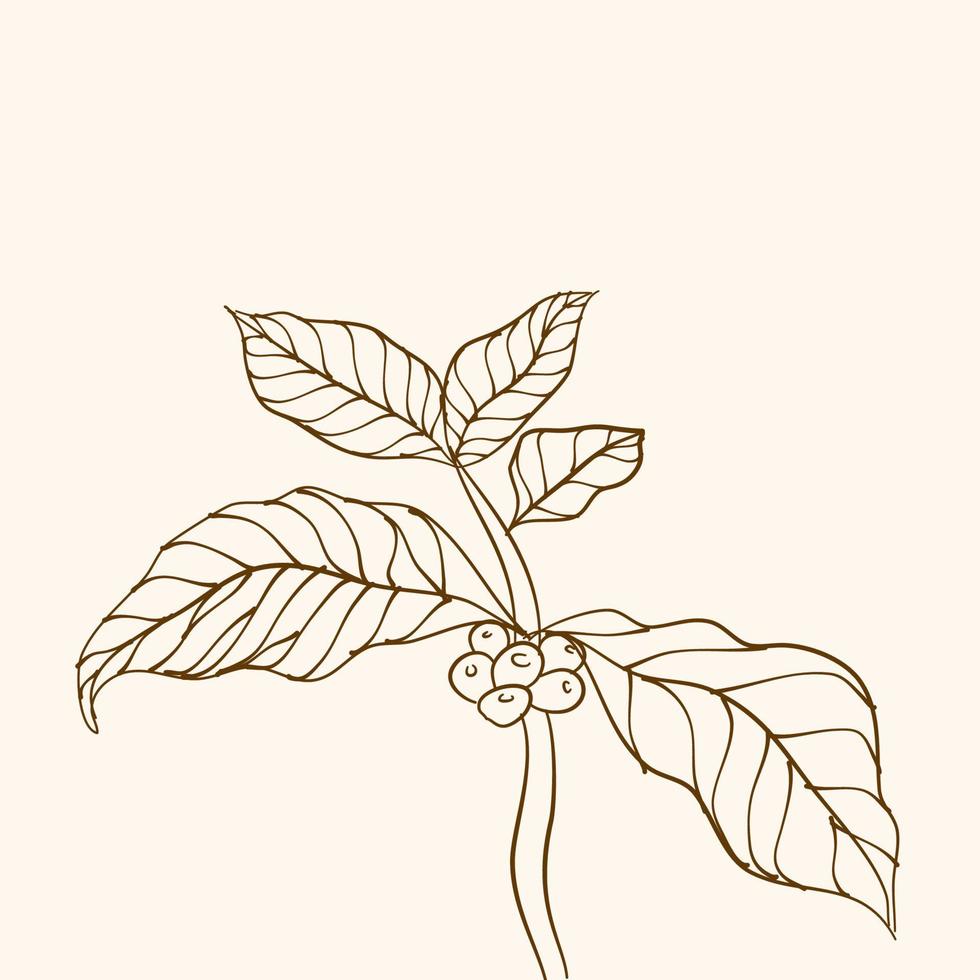 rama de planta de café con hoja. rama de café dibujada a mano. granos de café y hojas. ilustración de árbol planta de cafe vector de árbol de café. ilustración vectorial de la rama de café. rama con hojas.