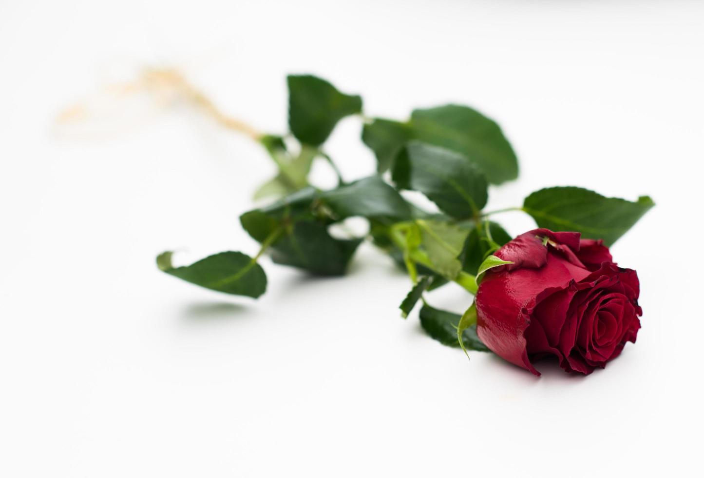 red rose flower  isolated photo