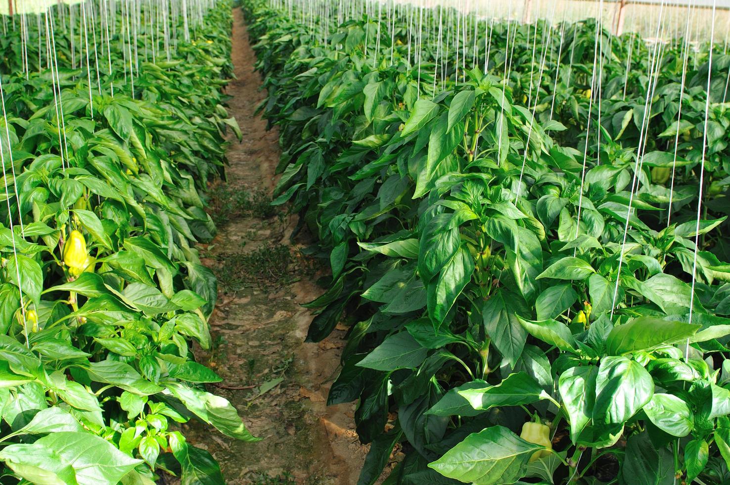 paprika in greenhouse photo