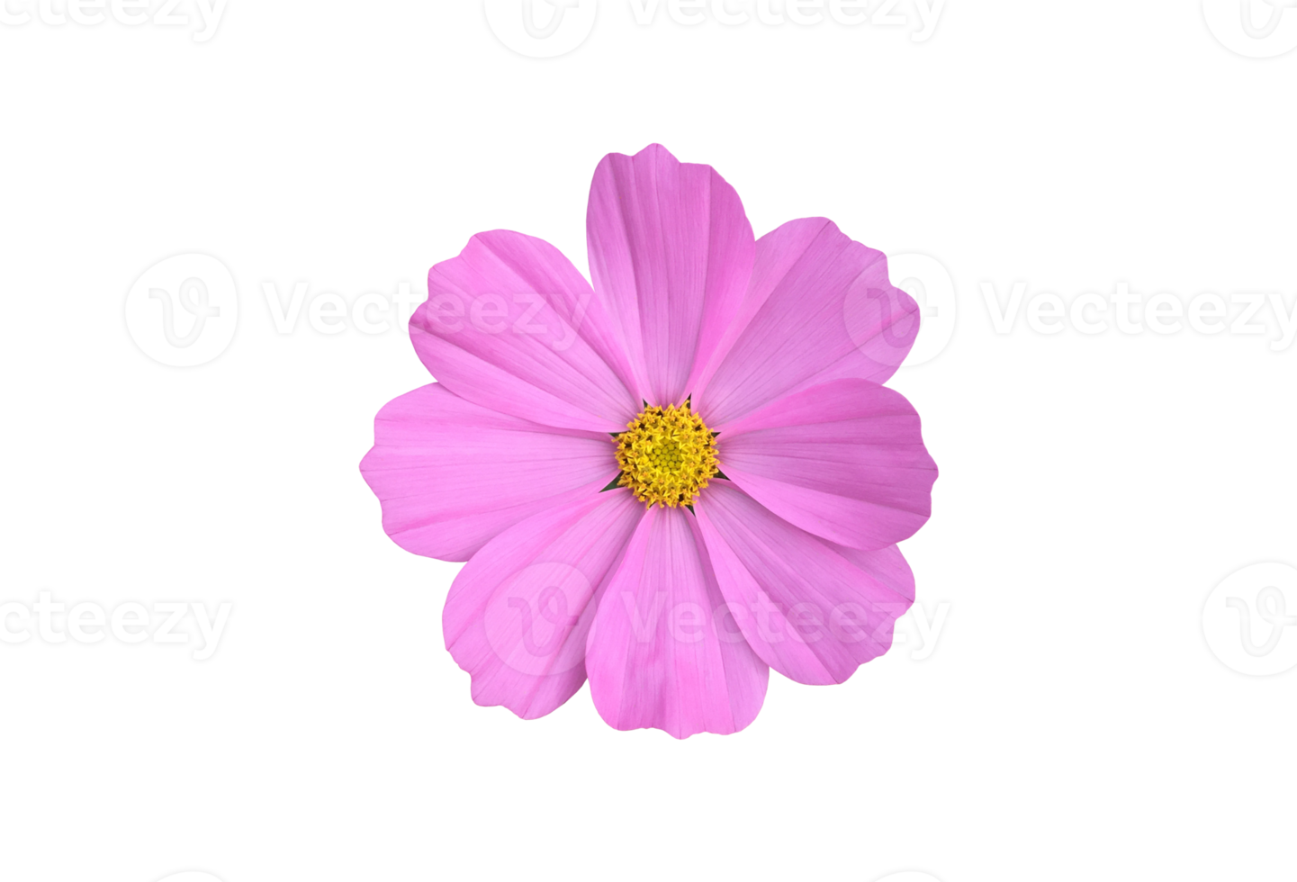 Isolated pink cosmos flower with clipping paths. png