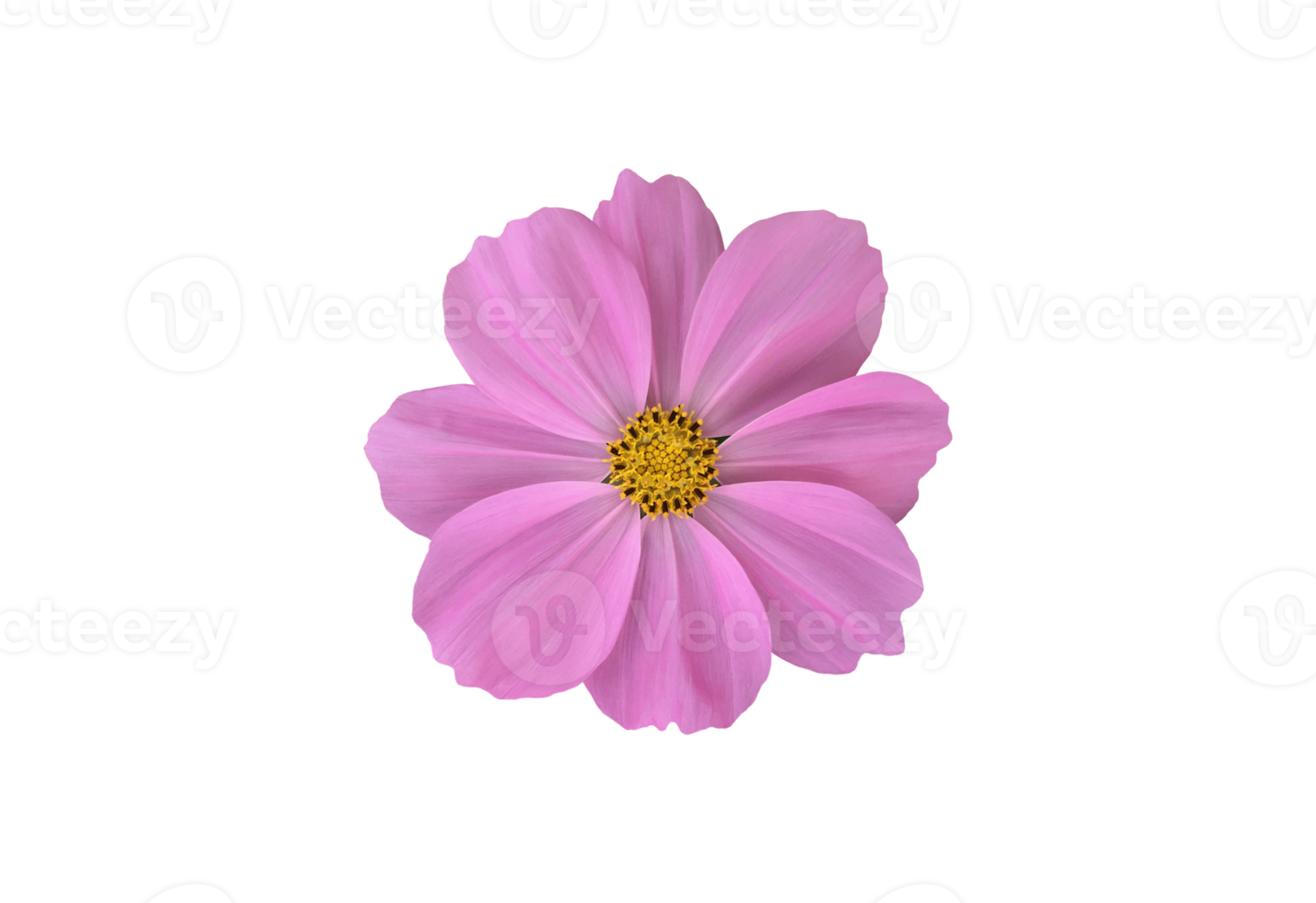 Isolated pink cosmos flower with clipping paths. png