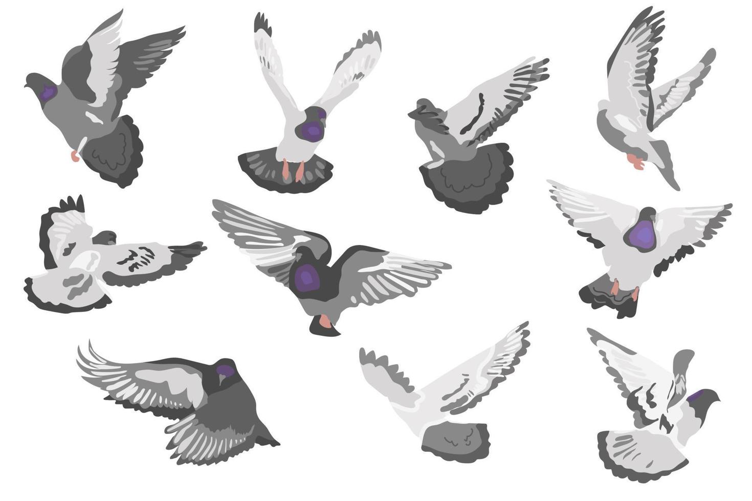 Gray Dove flying birds vector illustration