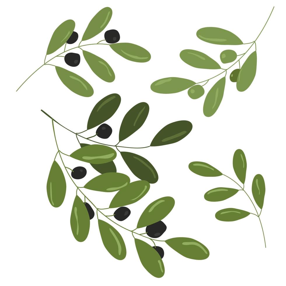 Olive branch vector illustration set isolated on white background 11820035 Vector Art at Vecteezy