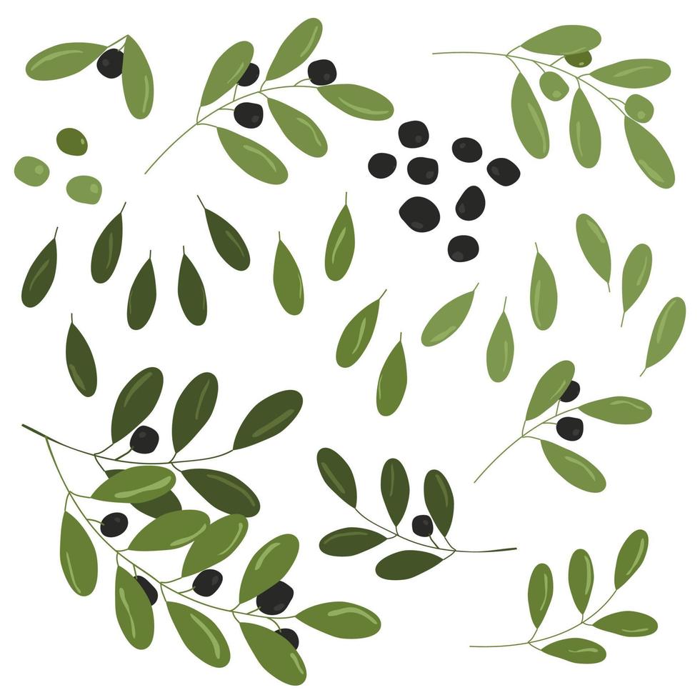 Olive branch set isolated on white background vector