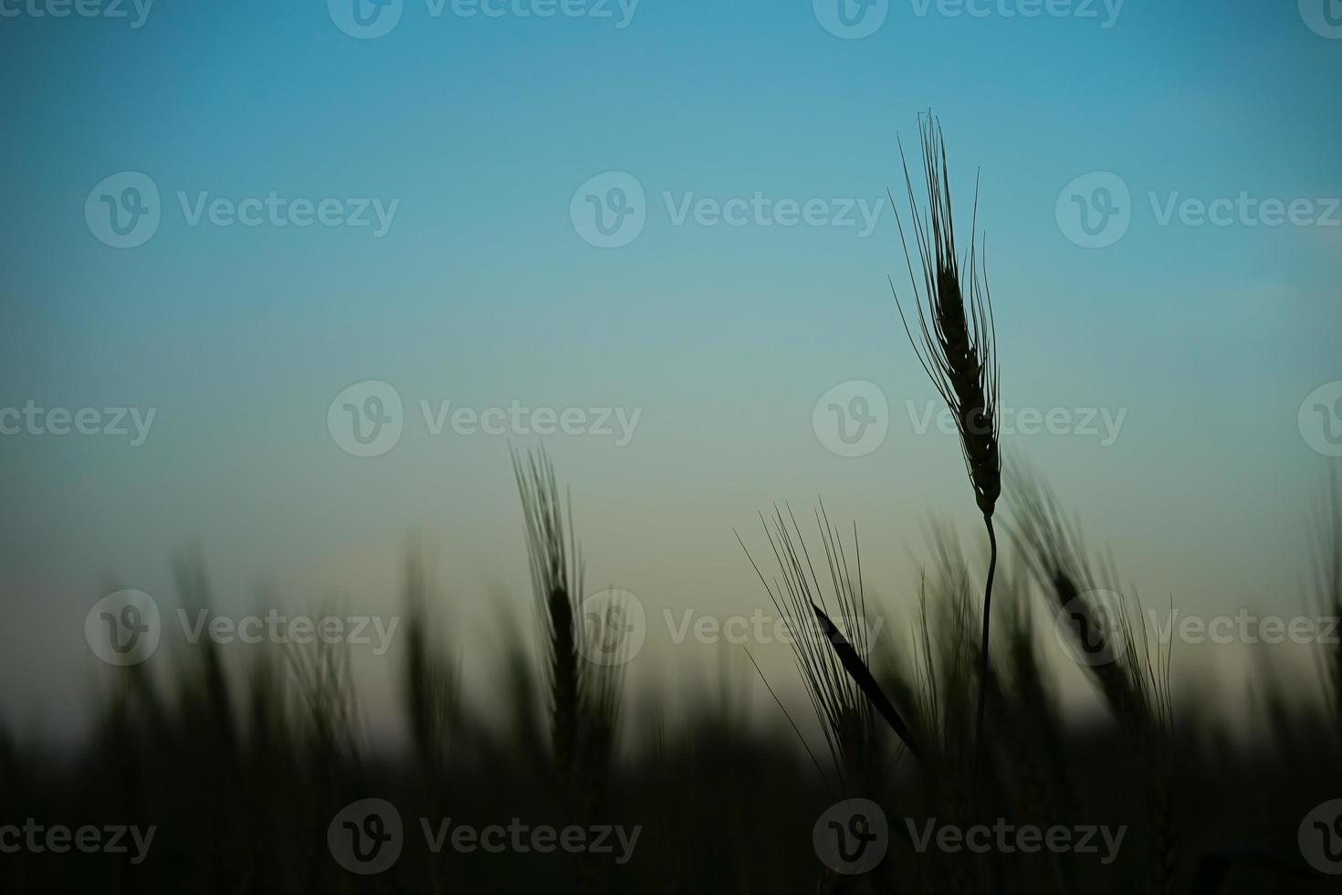 Image of  barley corns growing in a field photo