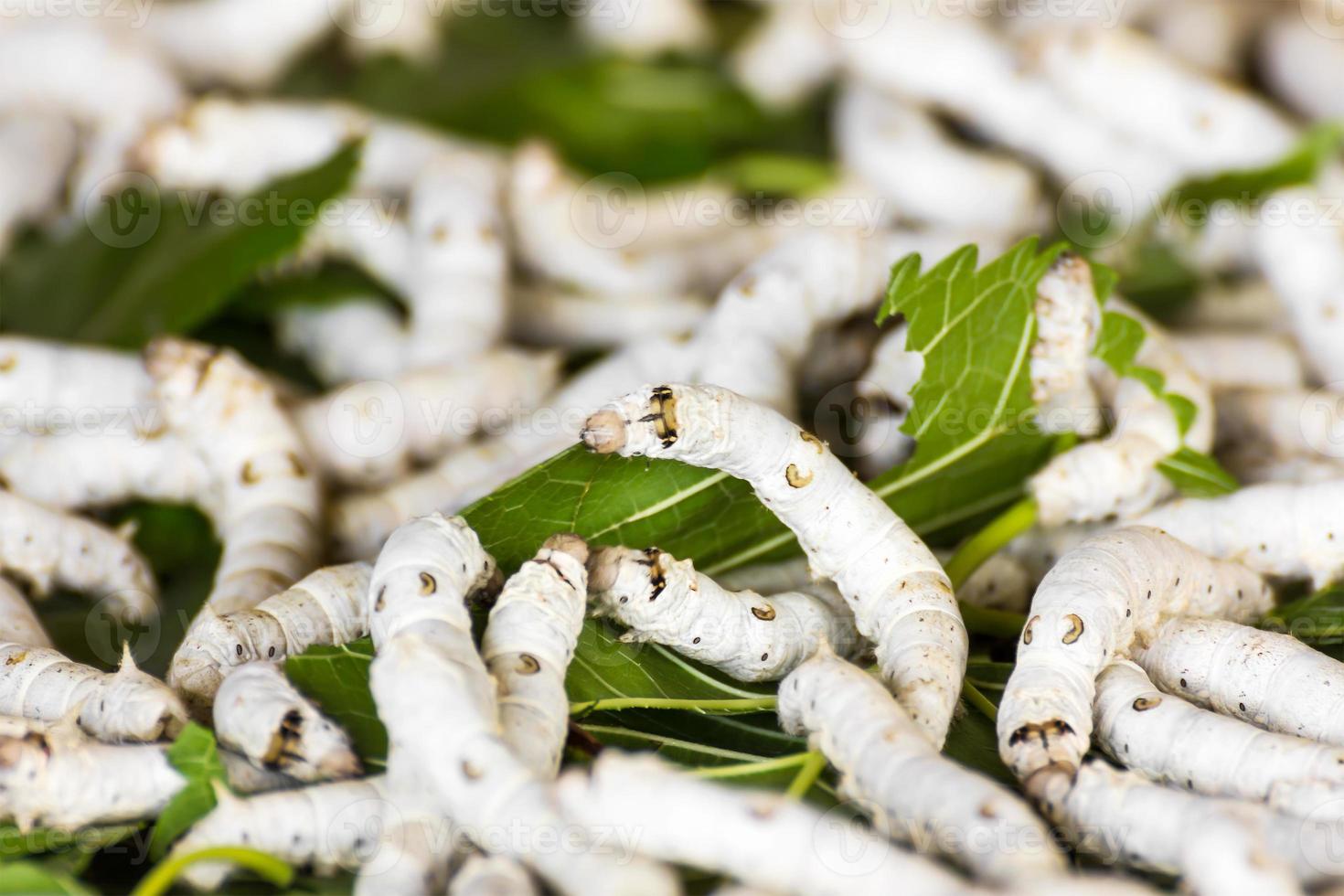 Silkworm eating mulberry green leaf photo