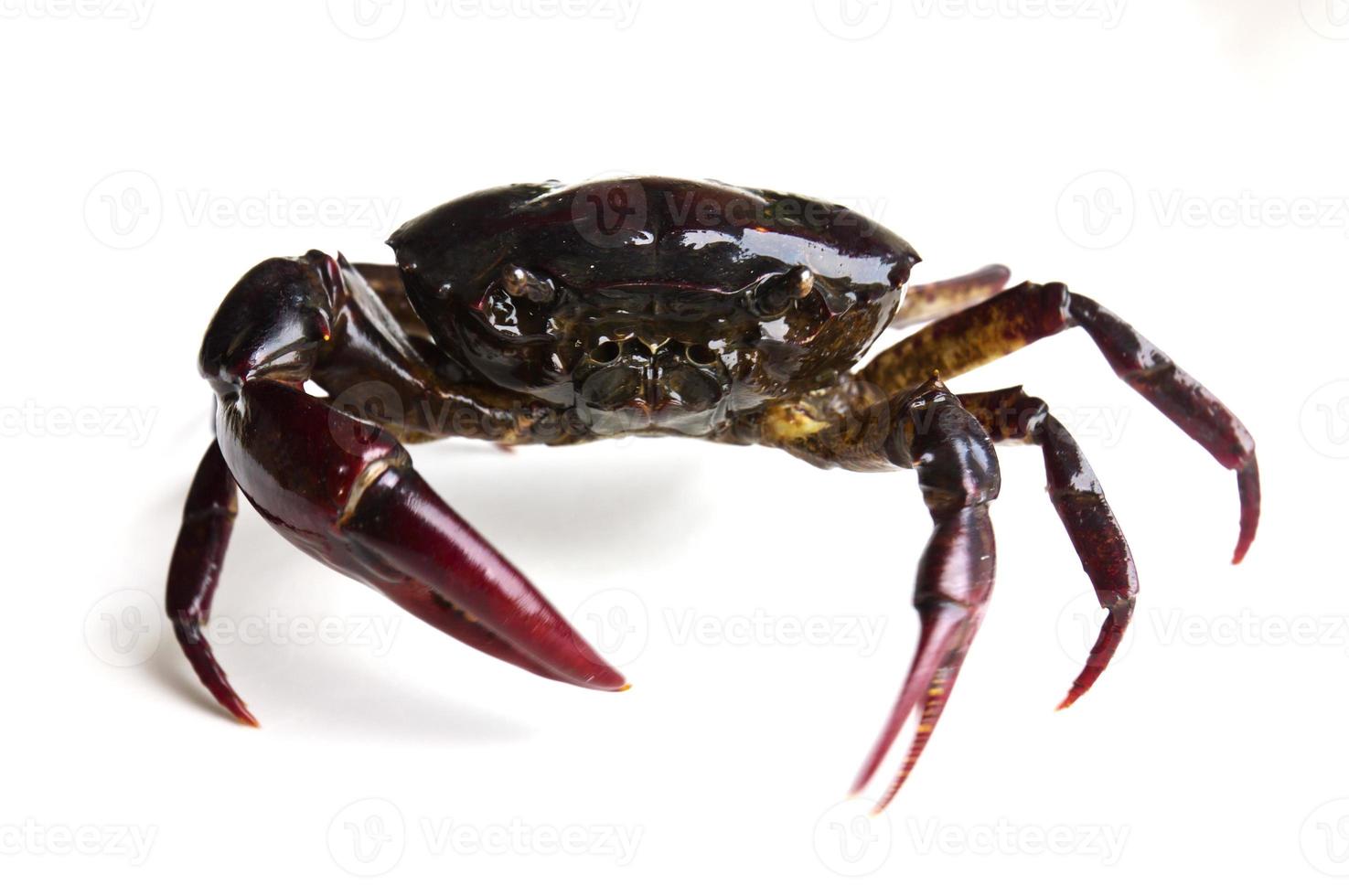 Closeup of crab photo