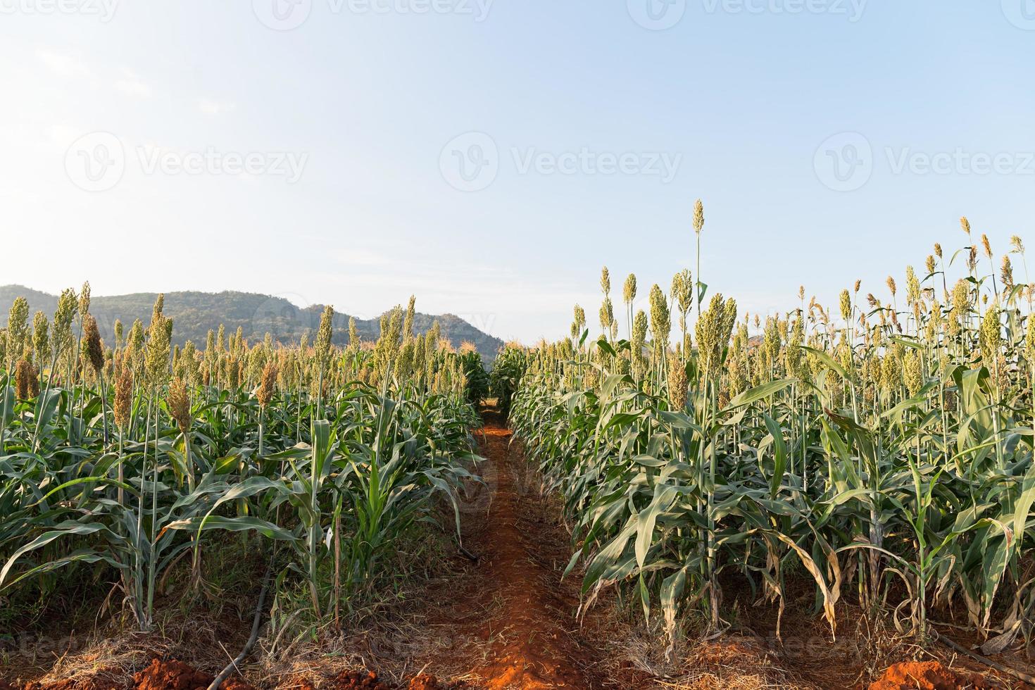 Field of Sorghum or Millet photo