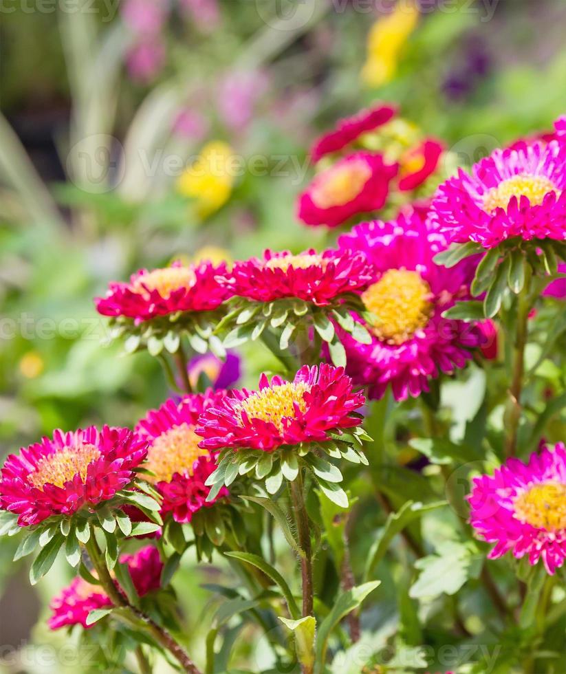 flor de aster en el jardín foto