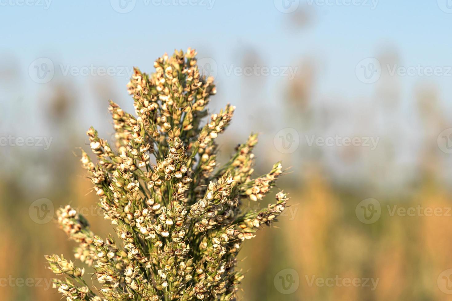 Close up Millet or Sorghum in field of feed for livestock photo