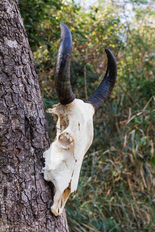 cráneo búfalo colgar en el árbol foto