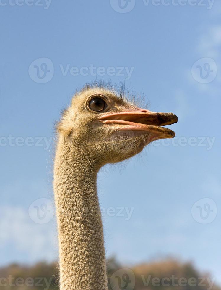 Portrait of ostrich photo