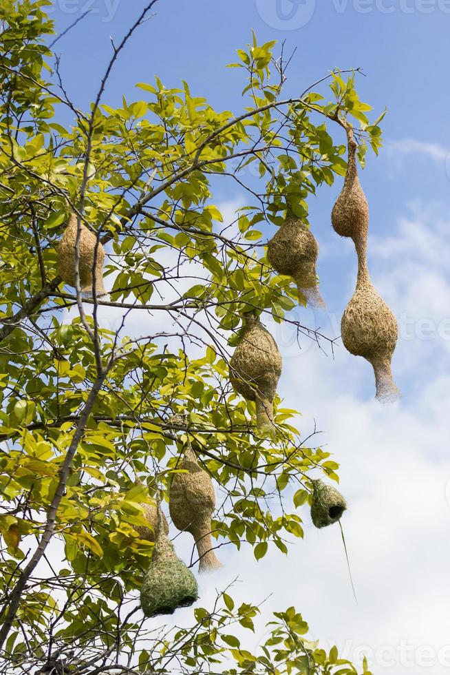 Baya weaver bird nest  branch on tree photo