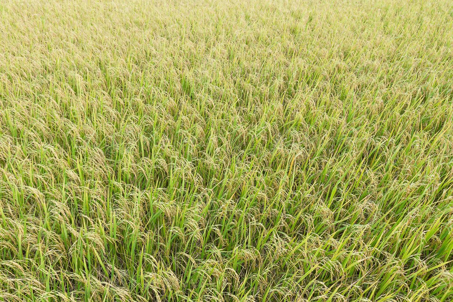 Close up top view rice fields photo