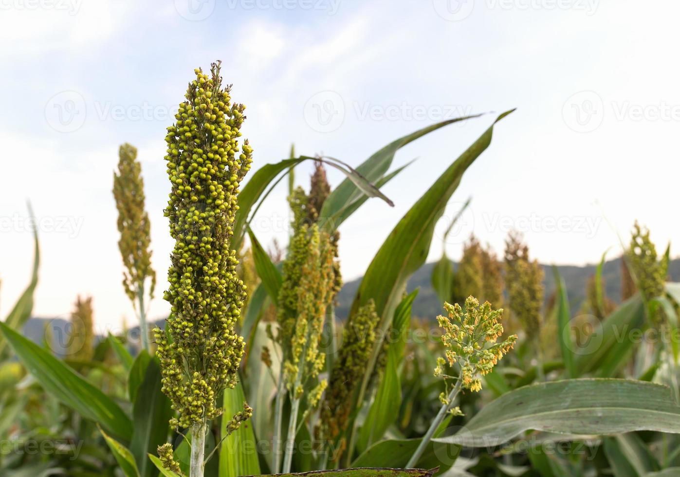 Sorghum in flied photo