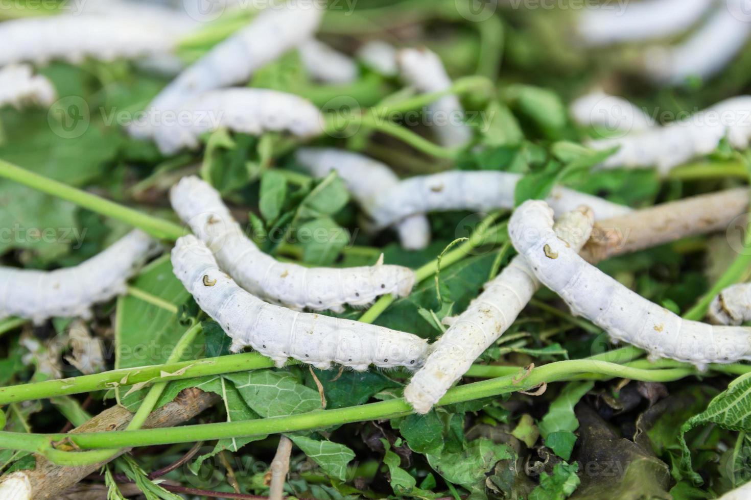 Silkworm close up photo