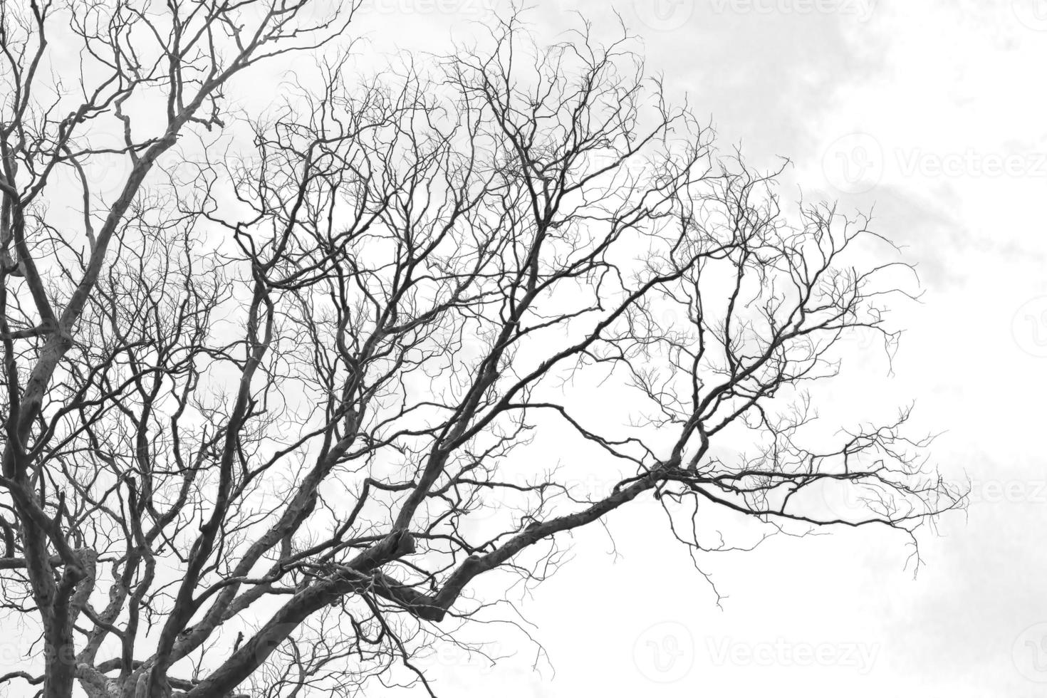 Branch of dead tree photo