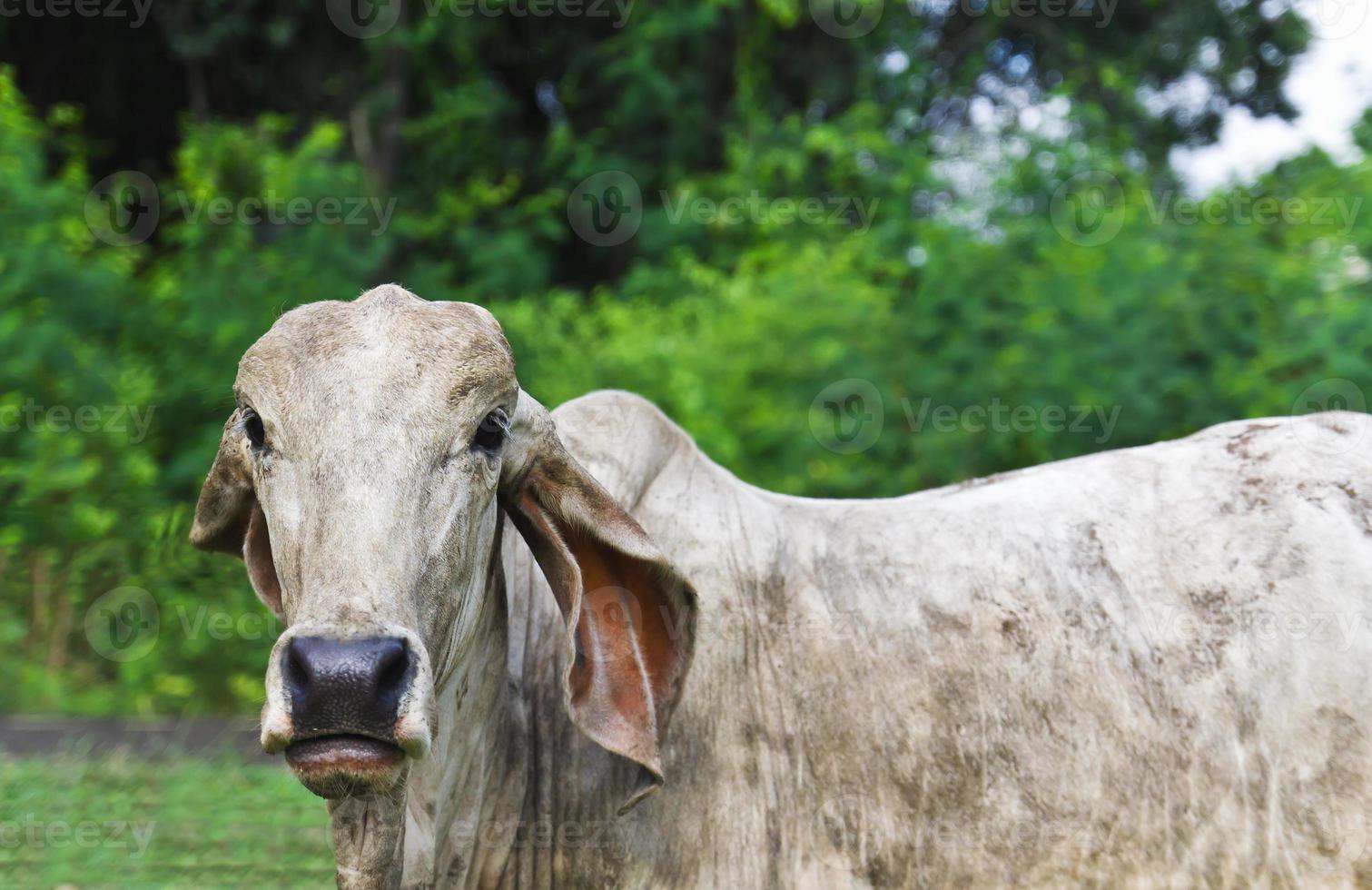 Cow looking in the lens photo