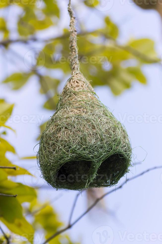 rama de nido de pájaro tejedor de baya en el árbol foto