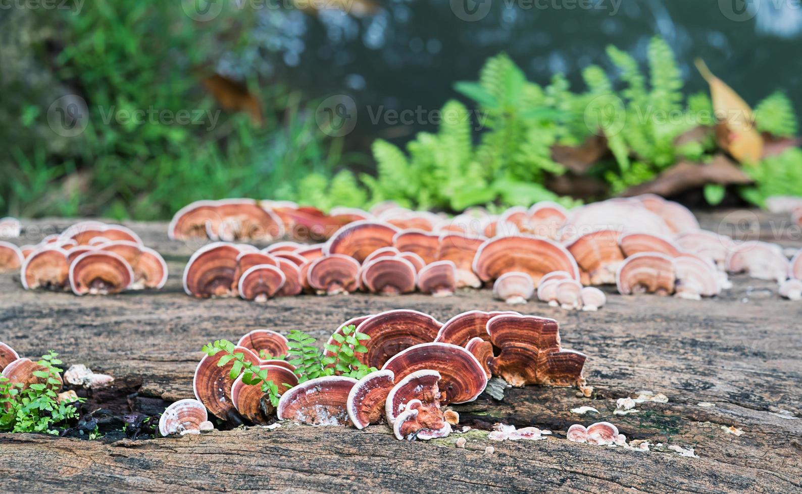 Close up shot of mushroom on timber wood photo