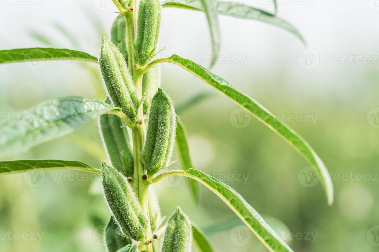 Sesame seed flower on tree in field photo