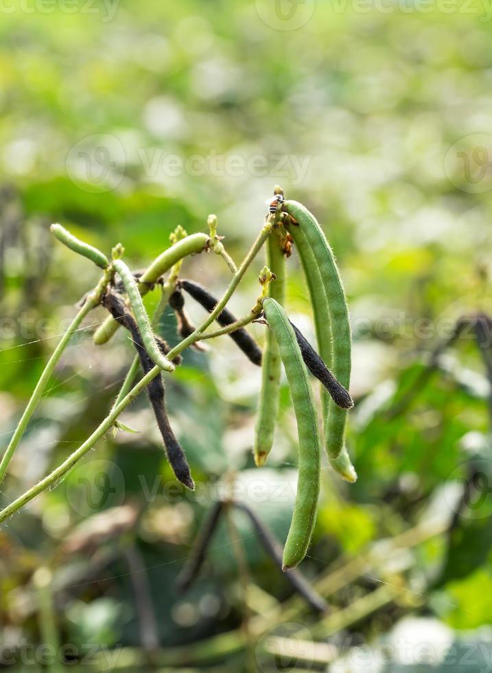 Green Mung bean crop in agriculture field photo