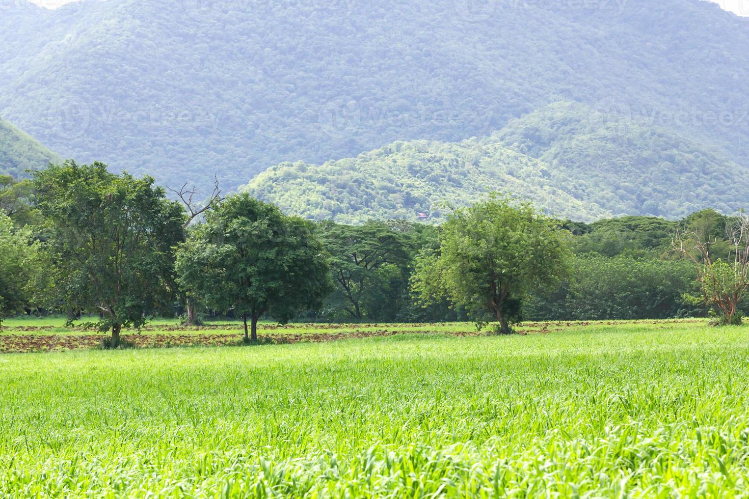 Green grass field photo