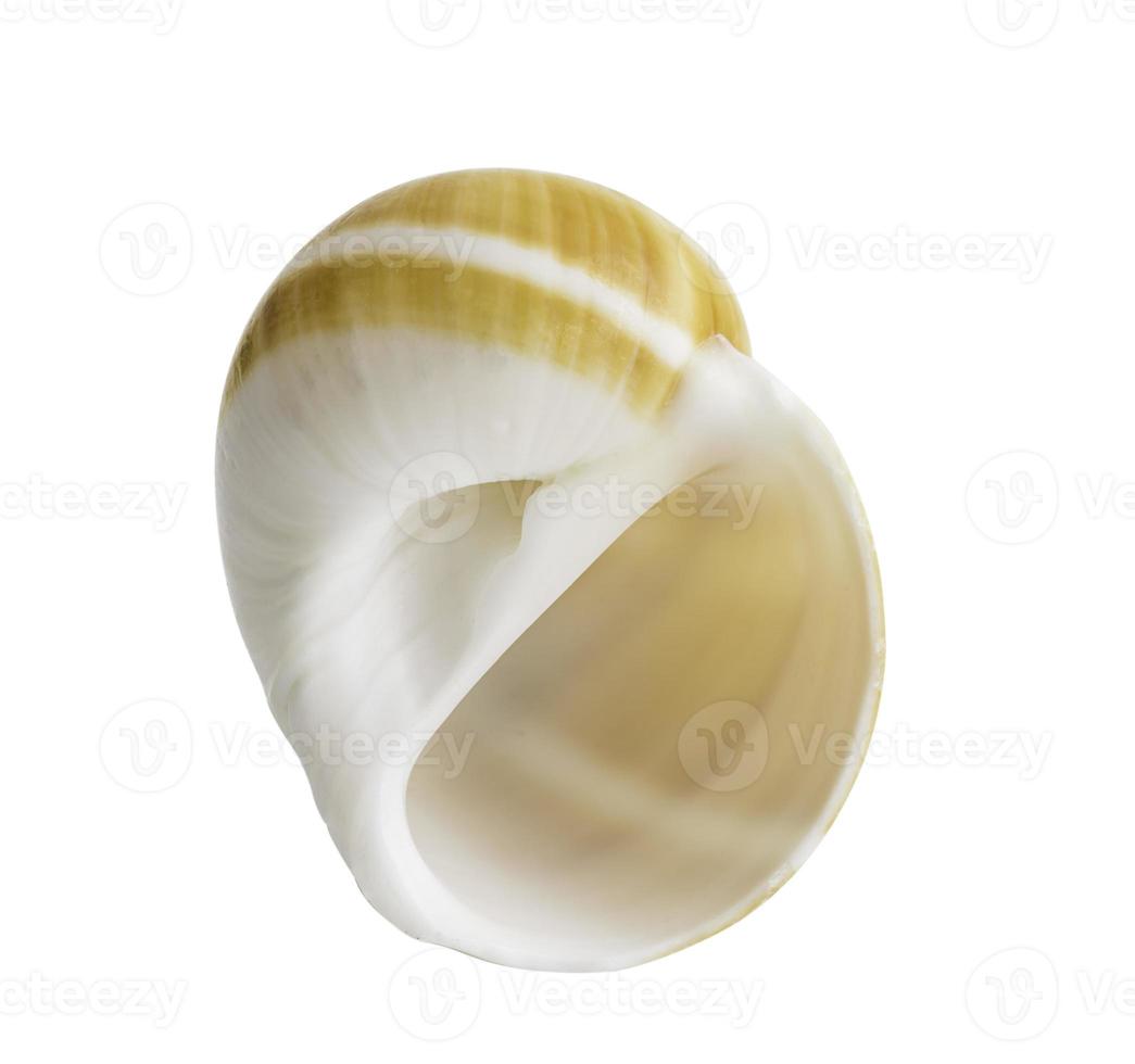 Close up Marine sea shell isolated photo
