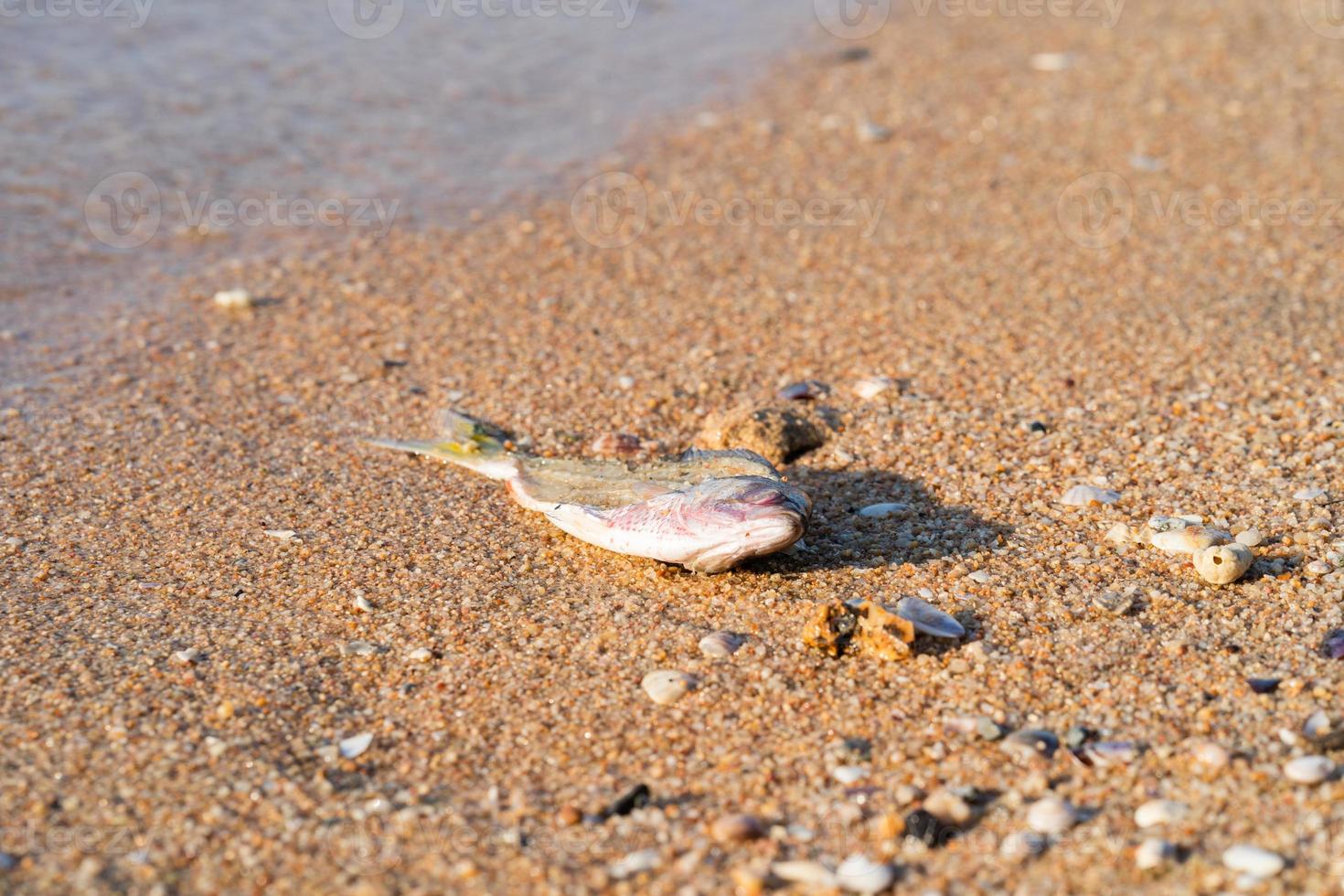 pez muerto en la orilla foto