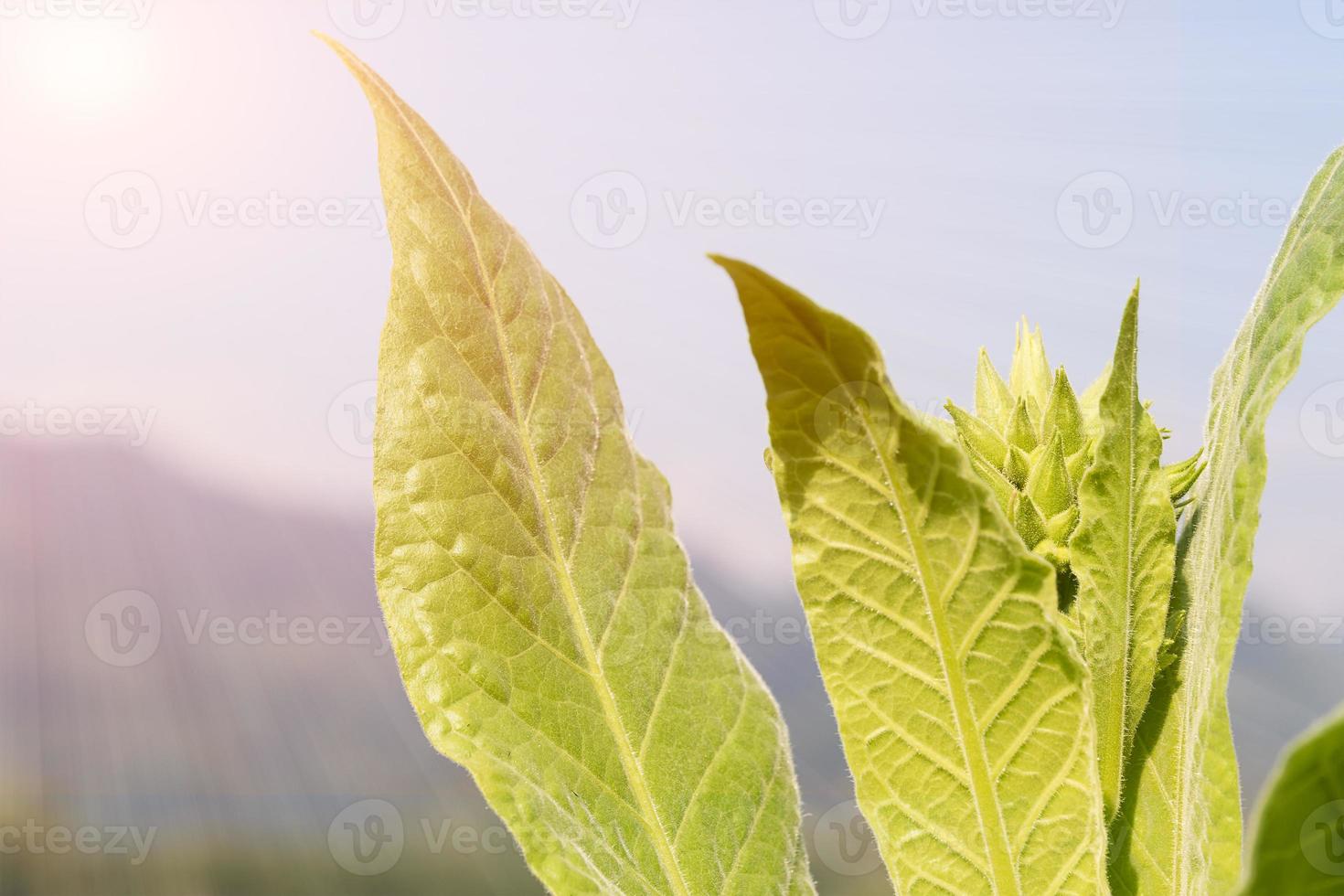 Nicotiana tabacum  herbaceous plant photo