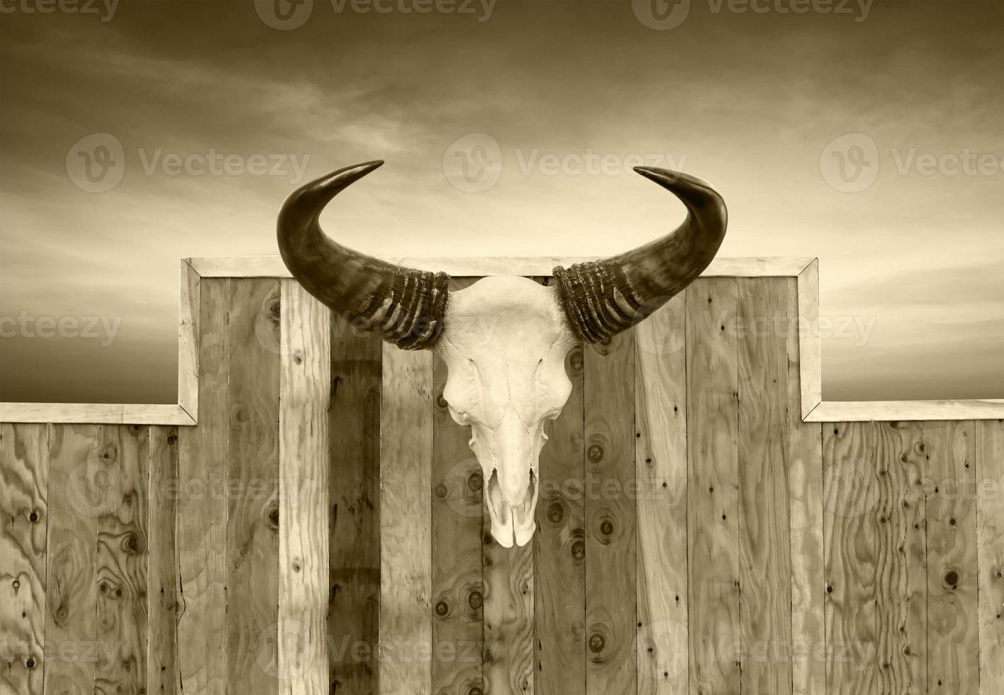 Skull cow hung on wall photo