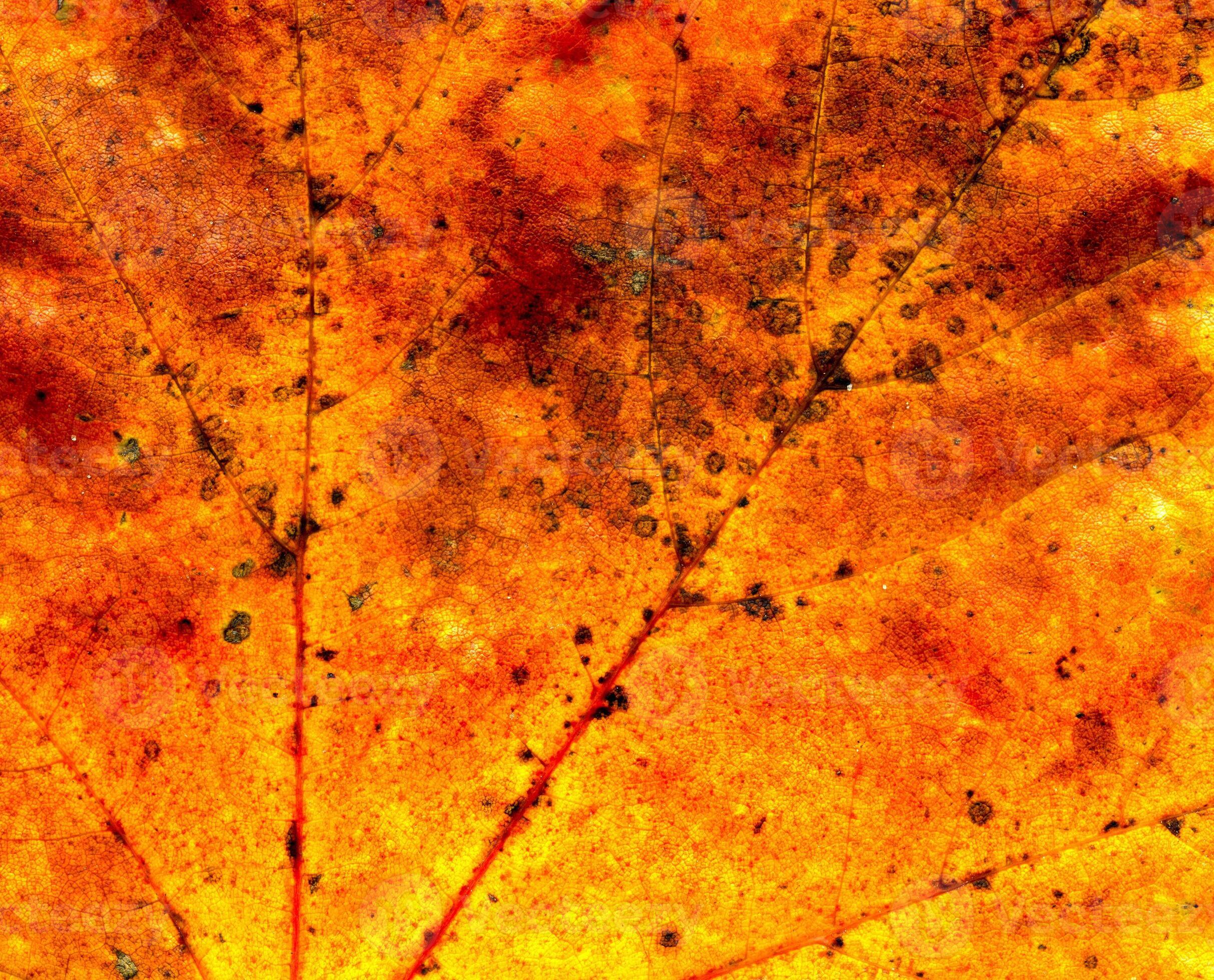 Fall maple leaf texture 11820748 Stock Photo at Vecteezy