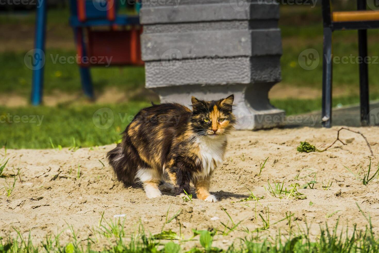 Tabby Fluffy Cat 11821742 Stock Photo at Vecteezy