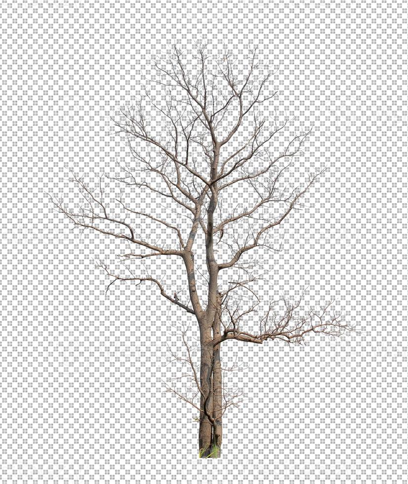 Dead Tree on transparent picture background with clipping path, single tree with clipping path and alpha channel photo