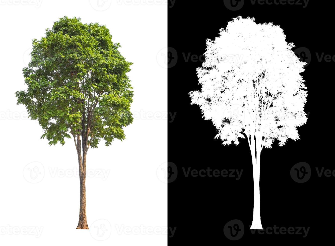 tree isolated on white background with clipping path and alpha channel photo