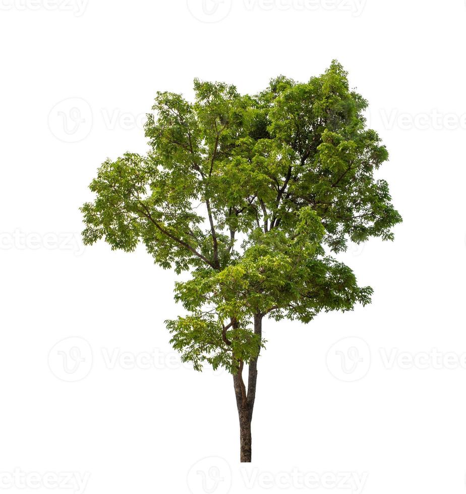 Tree isolated on white background. photo