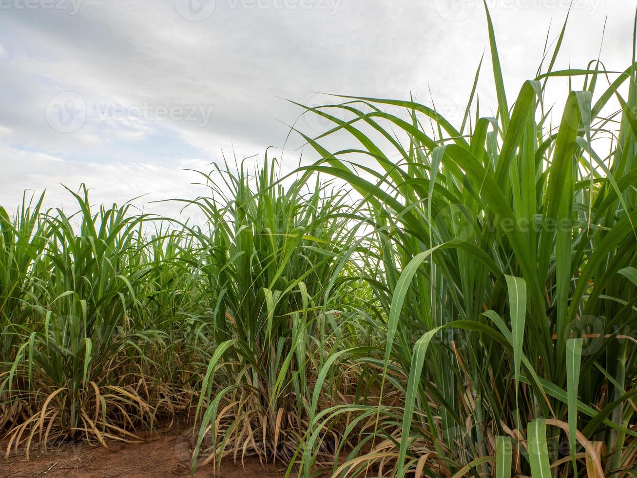 Sugarcane plantations,the agriculture tropical plant in Thailand photo