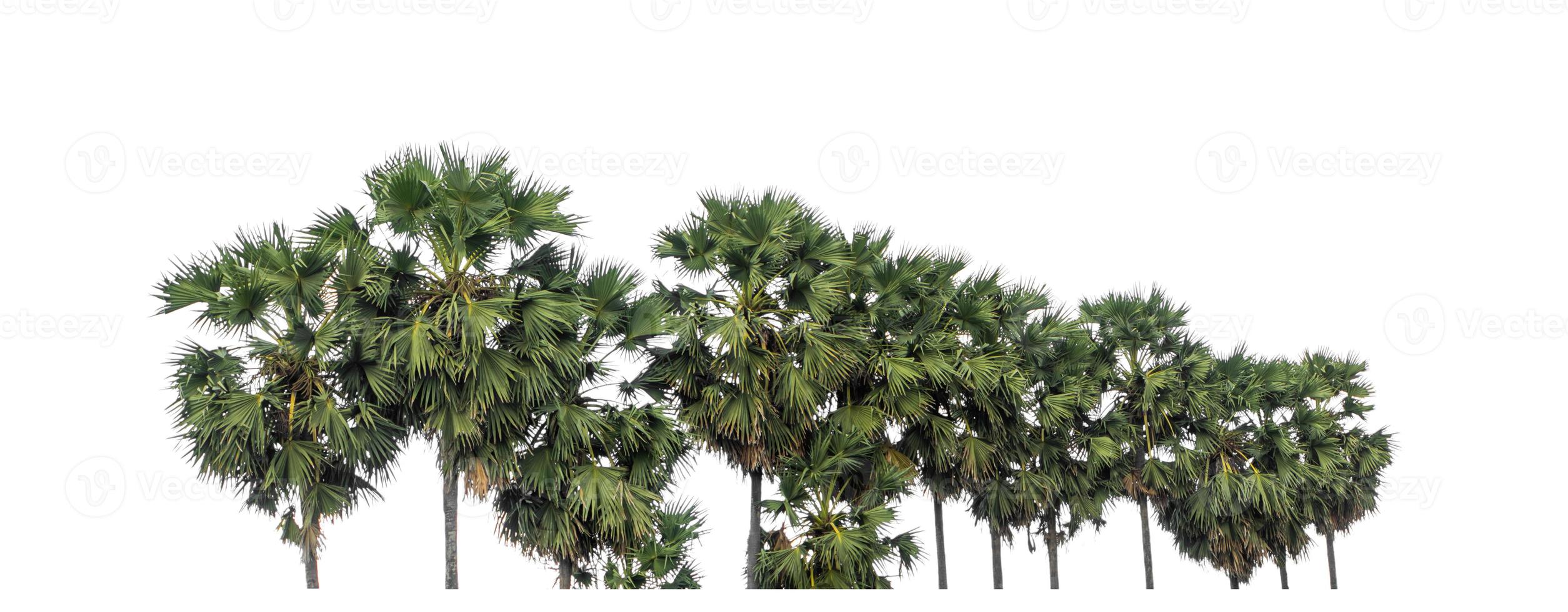 Palm tree group. High resolution tree landscape isolated on white