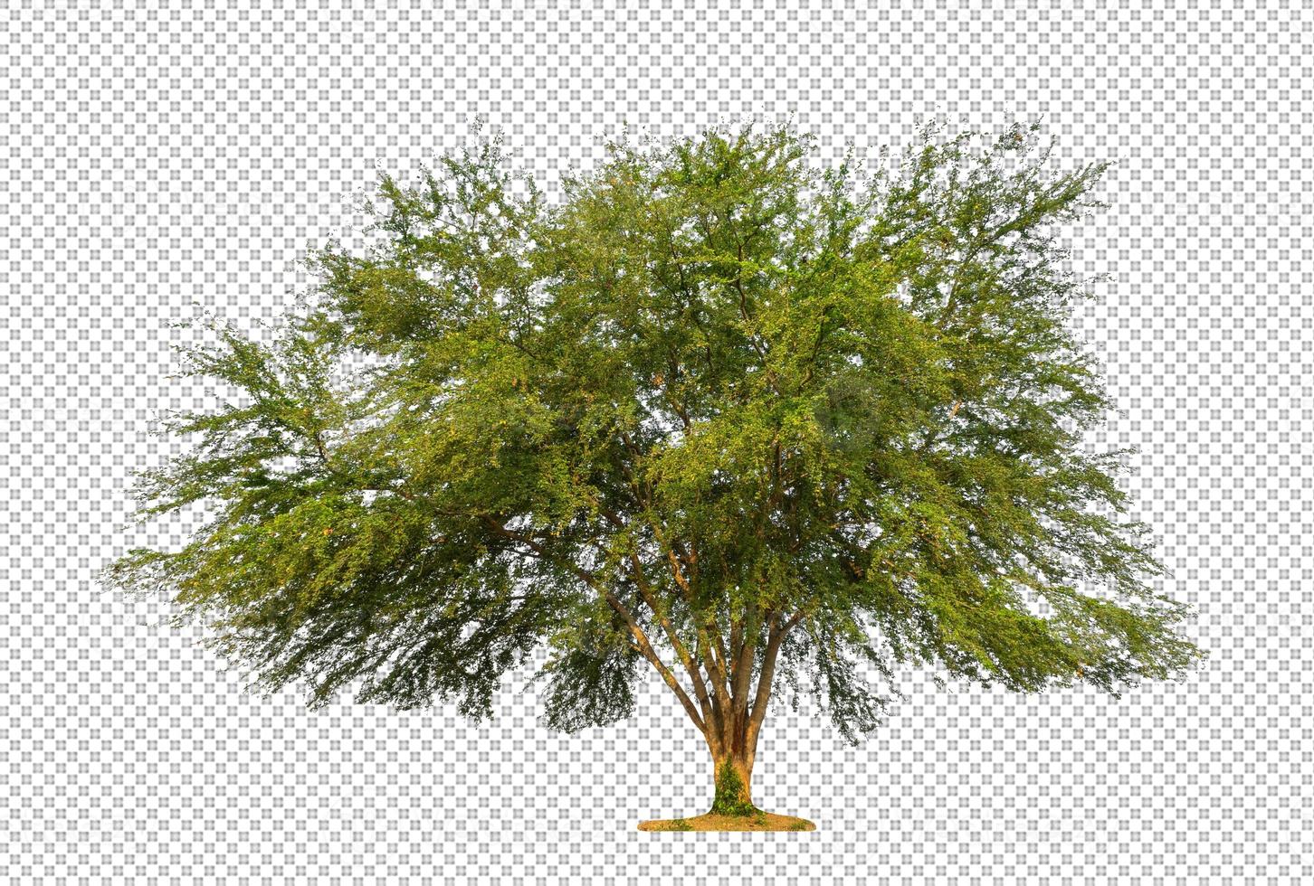 Tree isolated on transparent background. photo