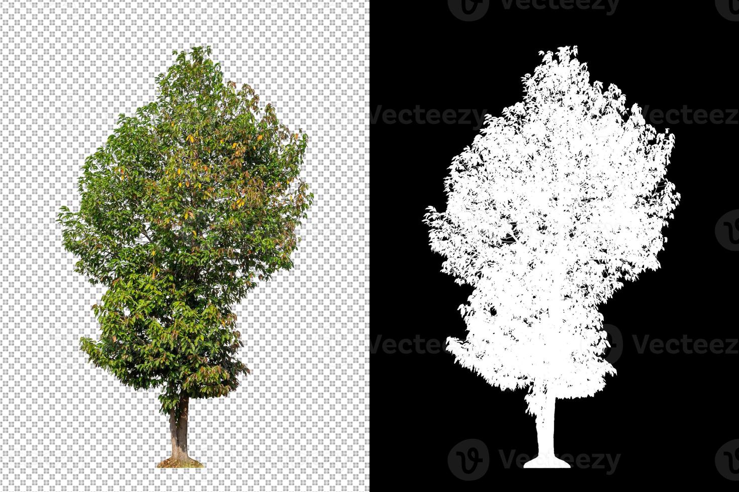 Tree isolated on transparent background with clipping path and alpha channel photo