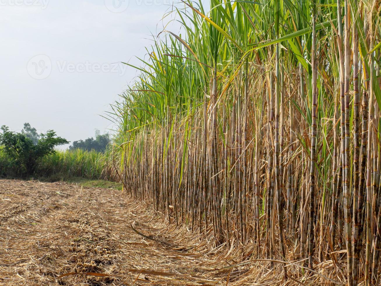 plantaciones de caña de azúcar, la planta agrícola tropical en tailandia foto