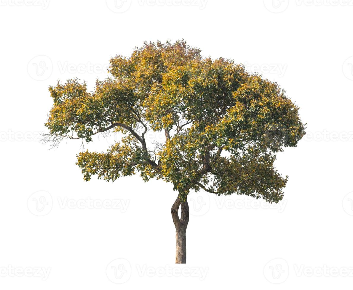 tree isolated on white background photo