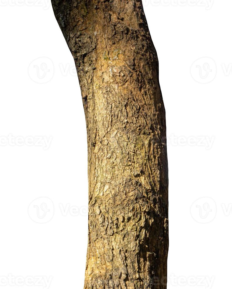 Trunk of a Tree Isolated On White Background photo