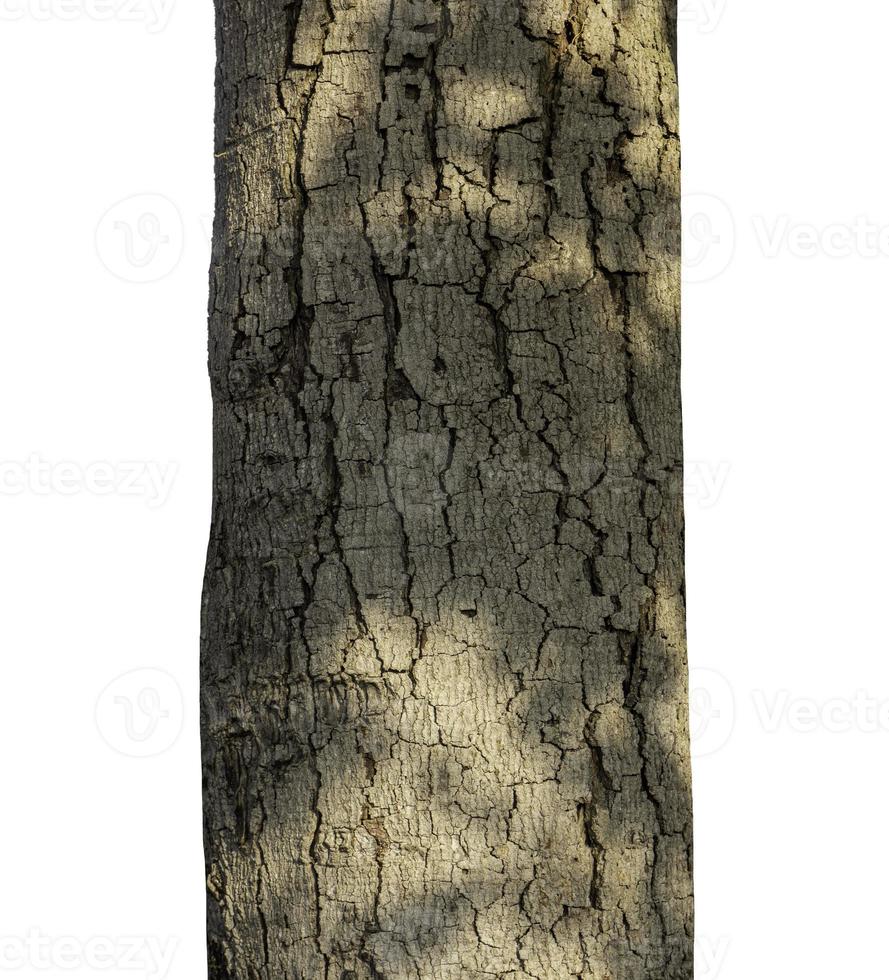 Trunk of a Tree Isolated On White Background photo