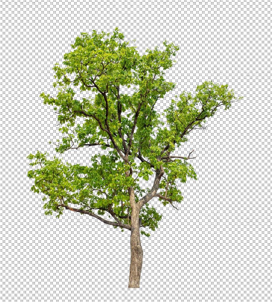 Tree isolated on transparent background. photo